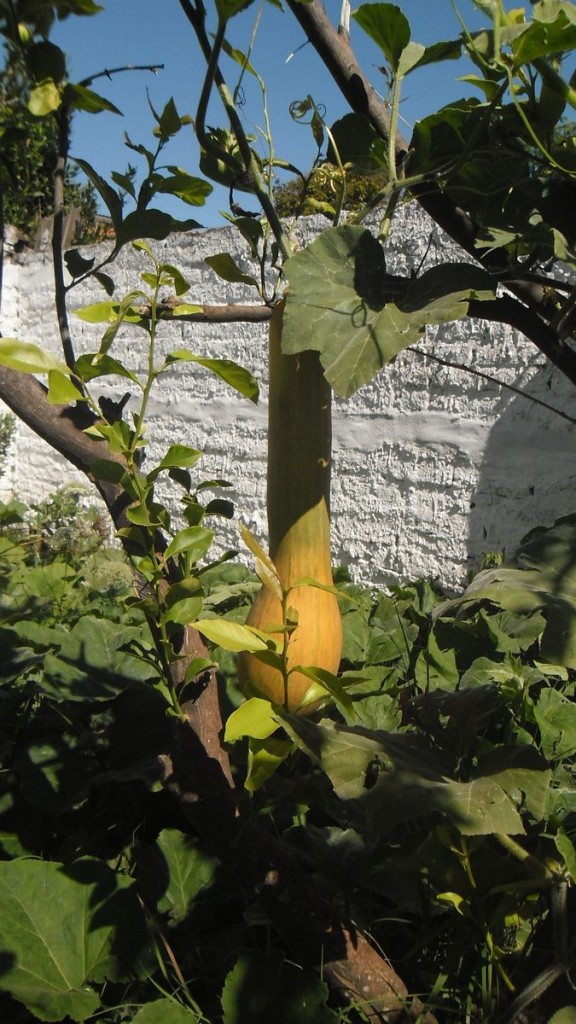 zapallo