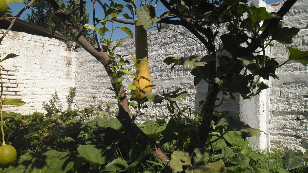 zapallo de tronco largo colgando de un limonero