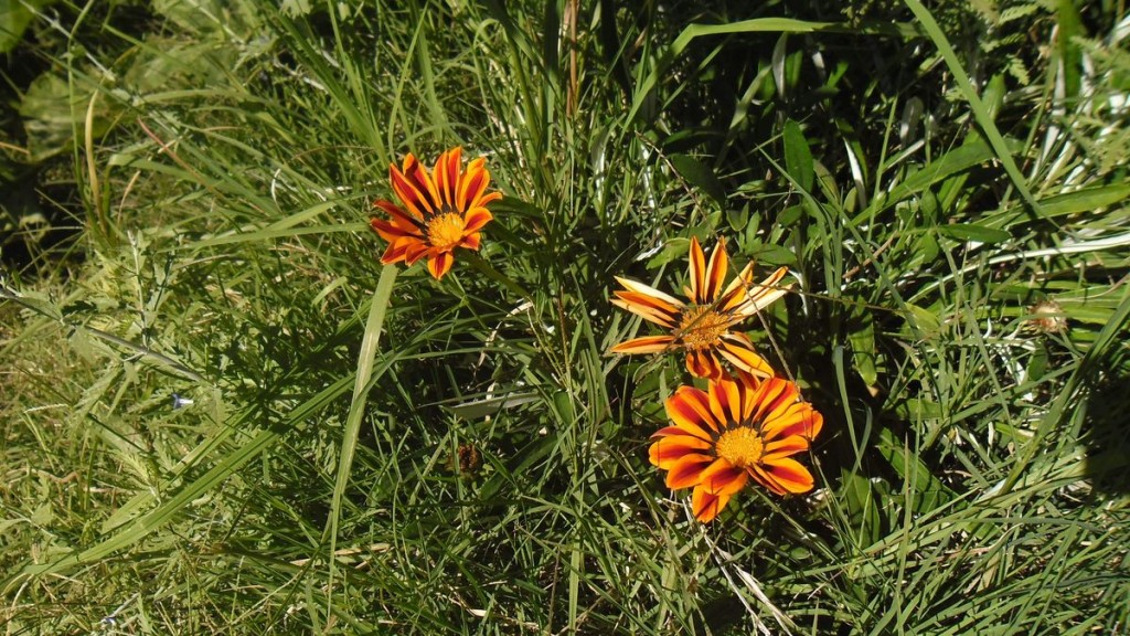 gazania