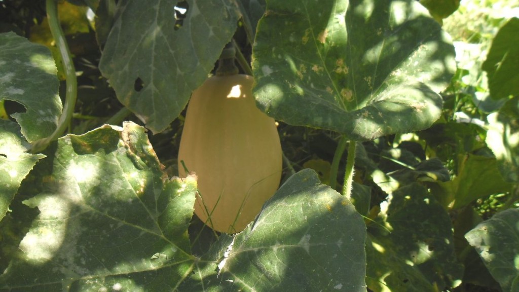 calabacita