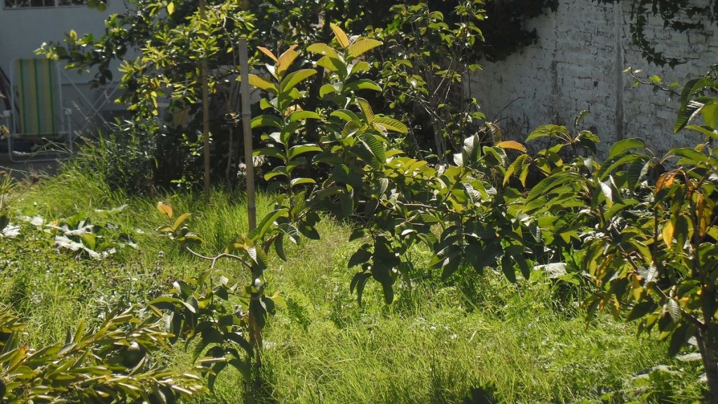 guayaba