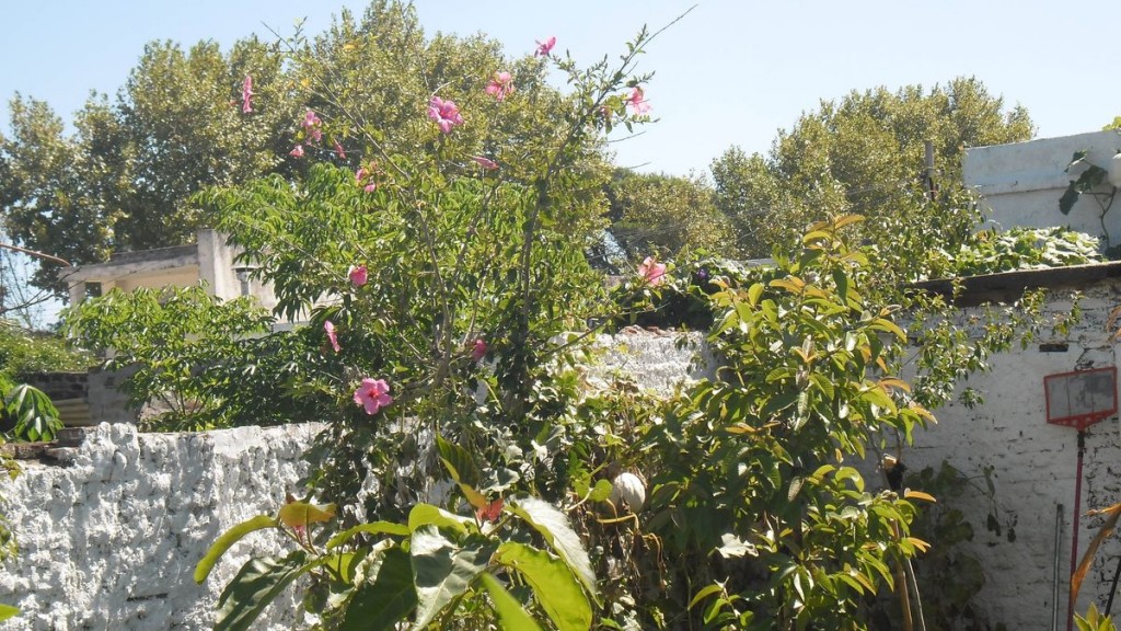 isbiscus