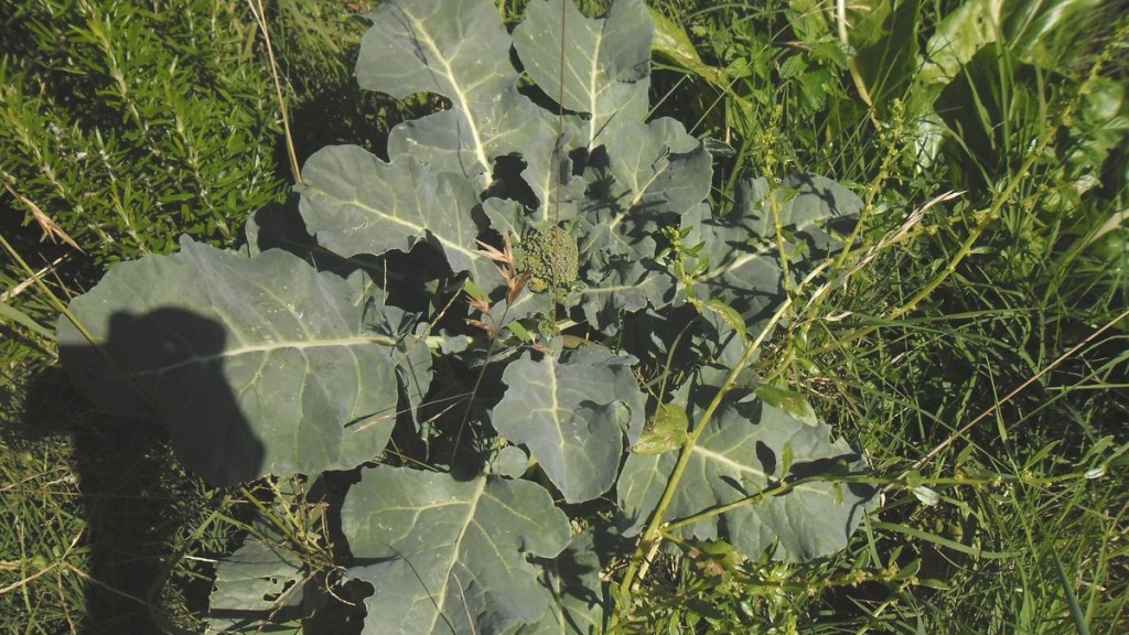 brocoli que sobrevivio al verano