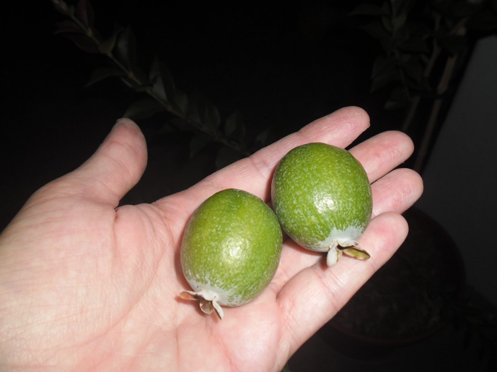 Estos guayabos son de un color verde grisáseo, pero si los frotás se ponen más verdes y brillan
