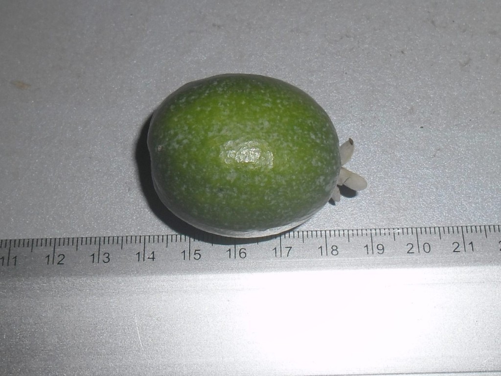 El tamaño de los frutos de esta planta no es de lo más grande, pero tampoco está mal.