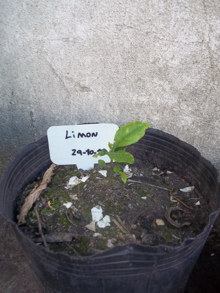 100_9890 Limon (de semilla)