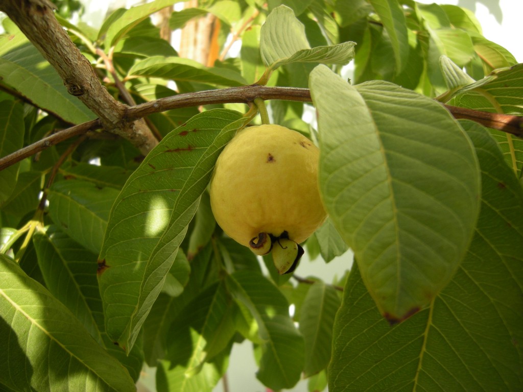 DSCN7860