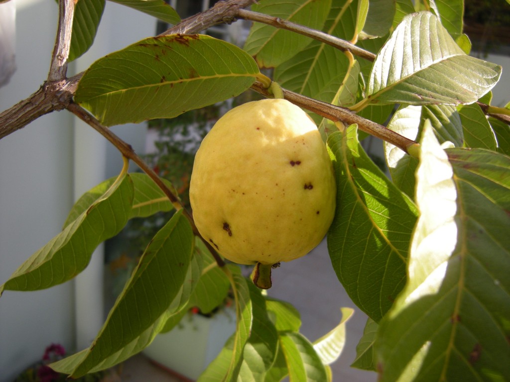 DSCN7863