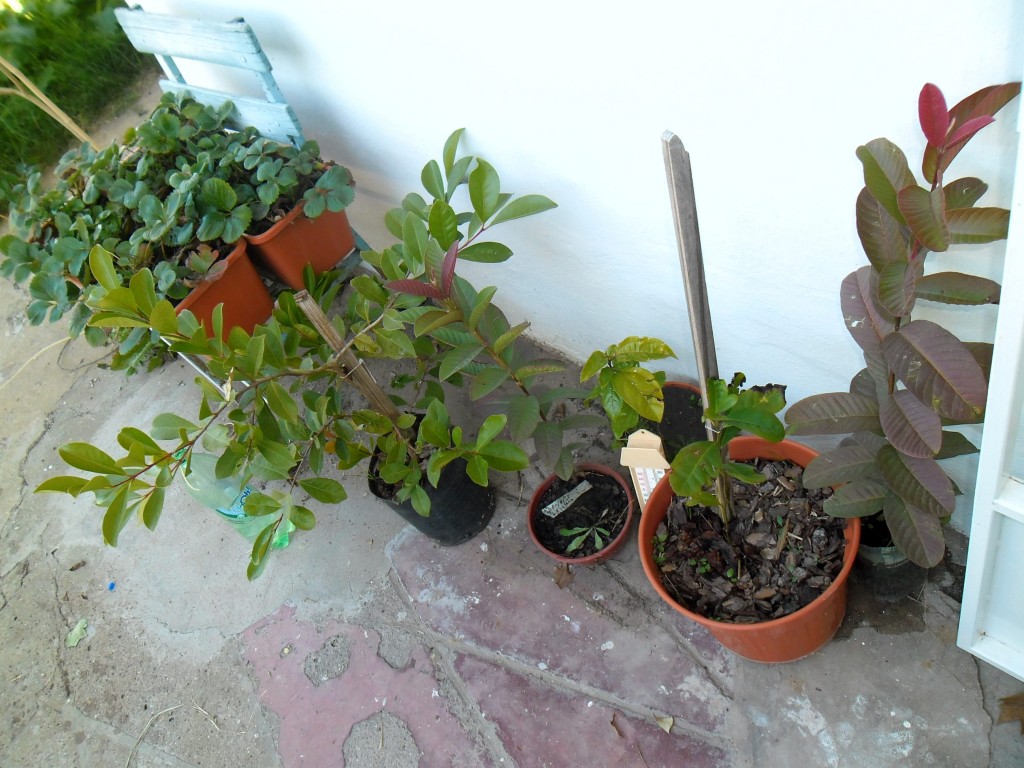 araza_guayaba_maracuya_yerba