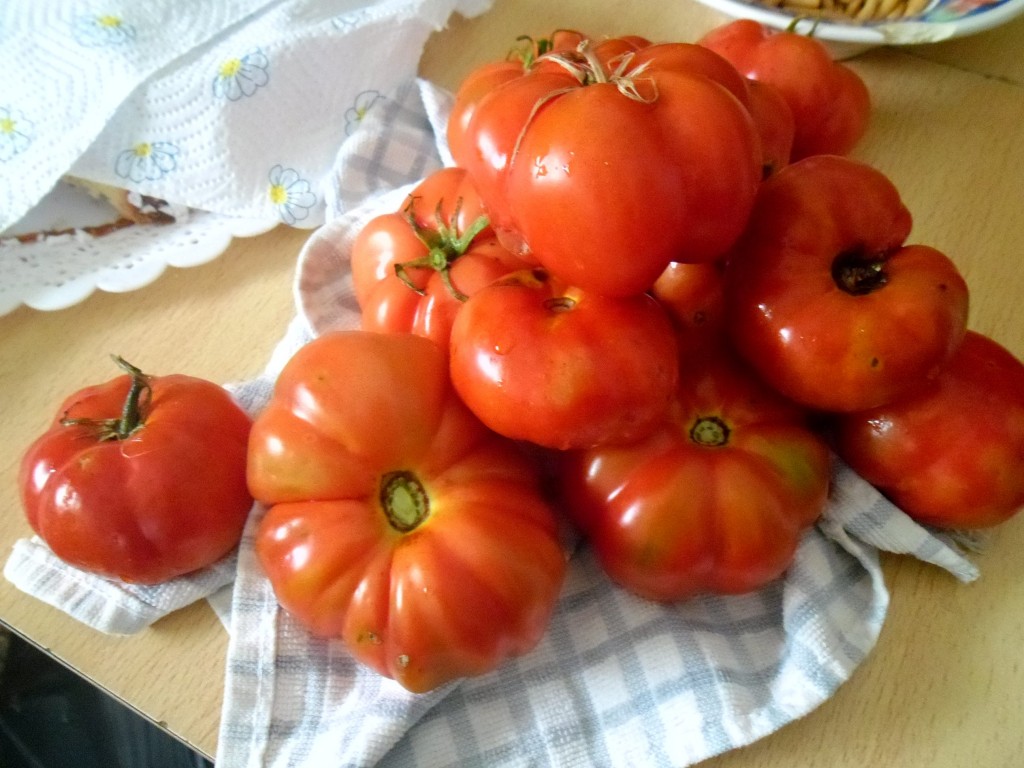 cosecha_posthelada_tomates