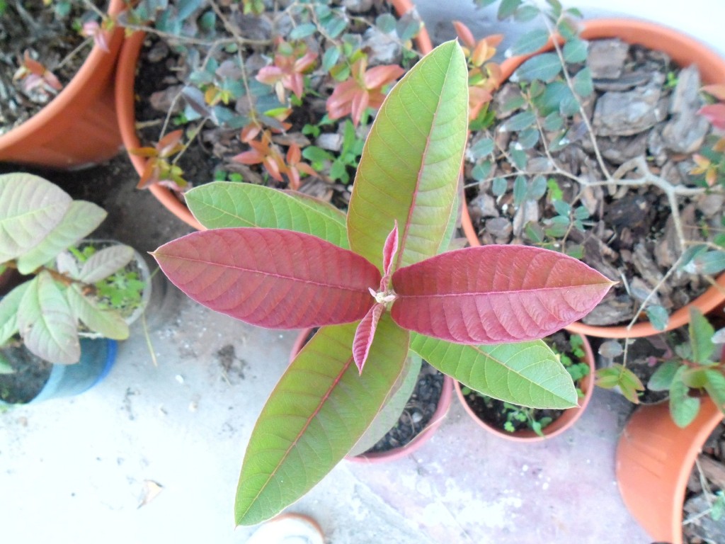 guayaba