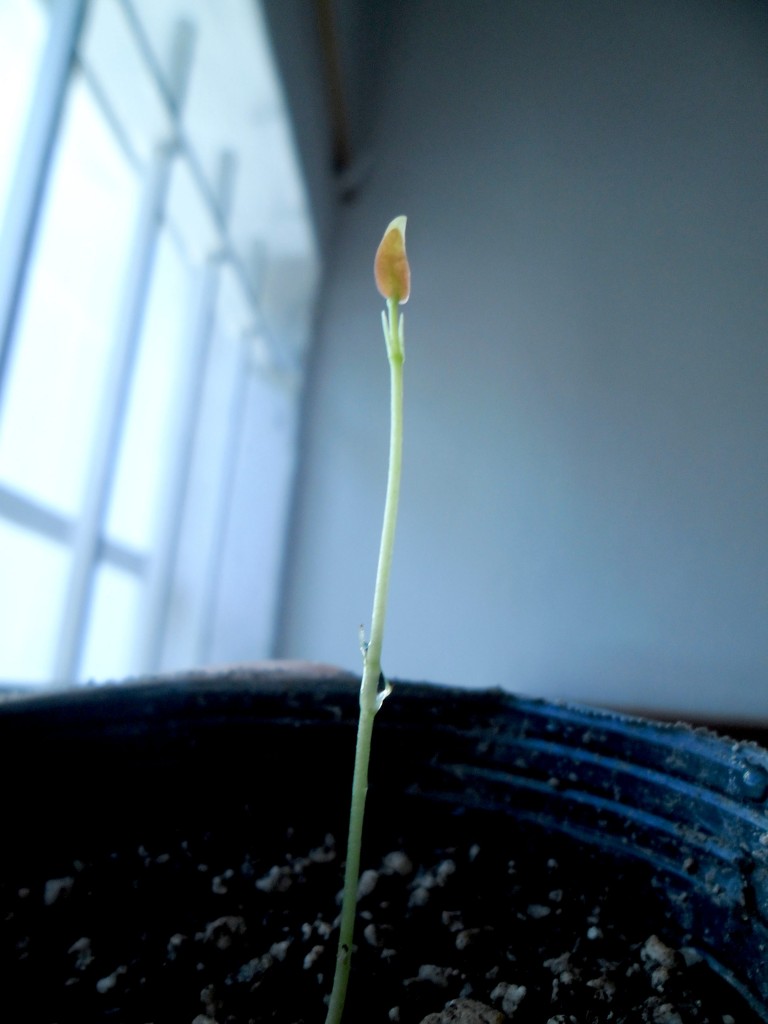 1er_brote_6junio2013