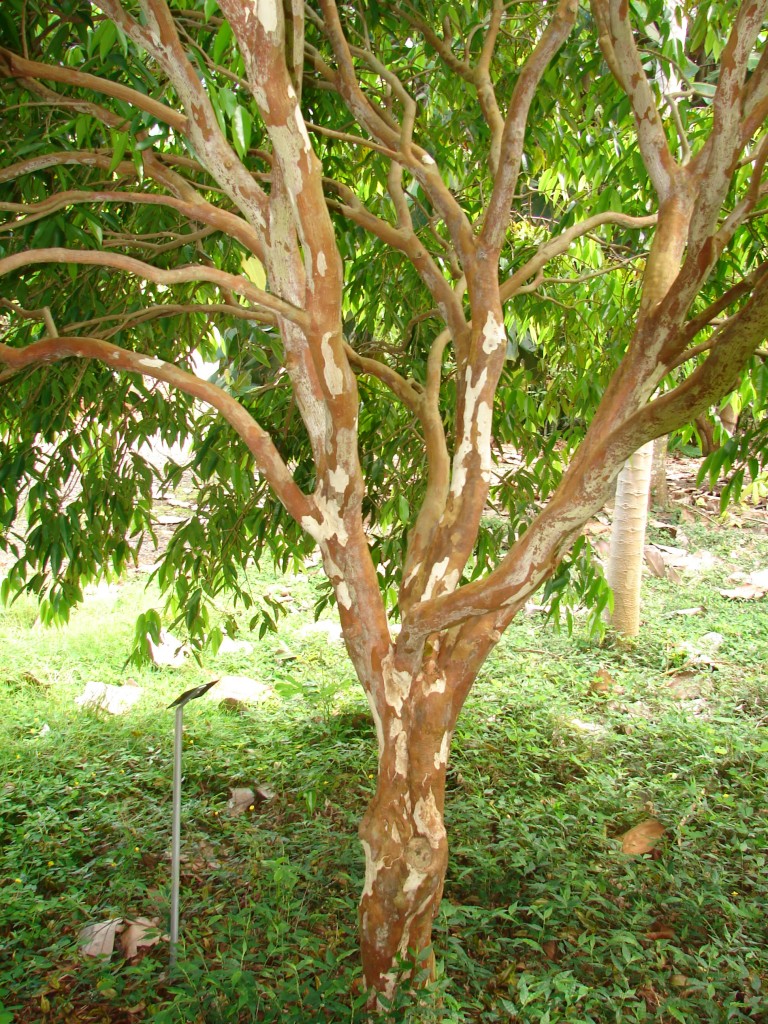 Myrciaria_vexator_033