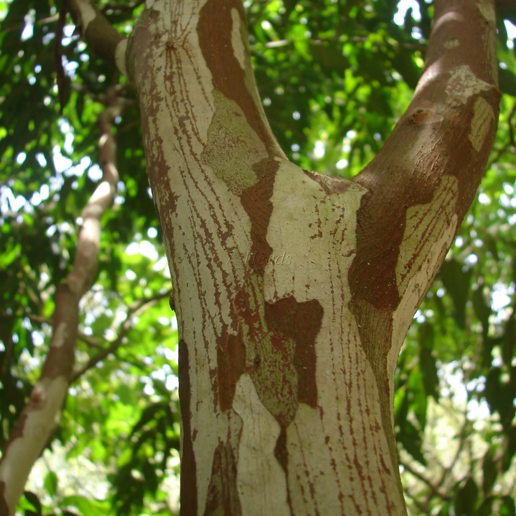 Myrciaria_vexator_25-1