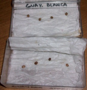guayabas