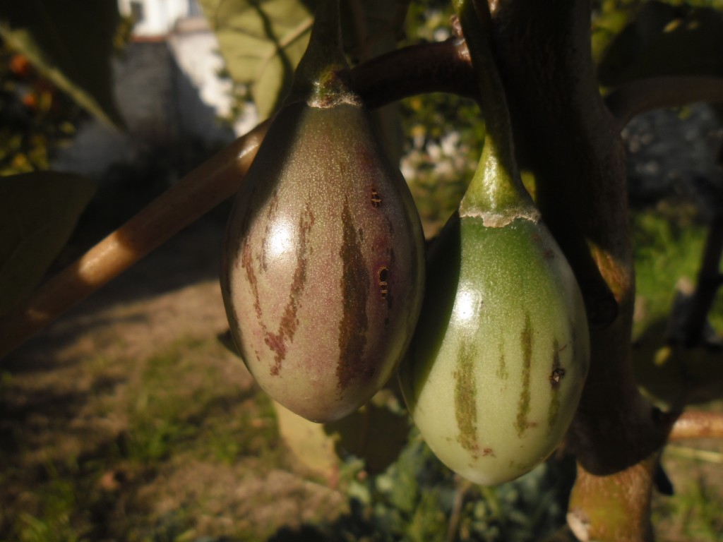 tamarillo_madurando