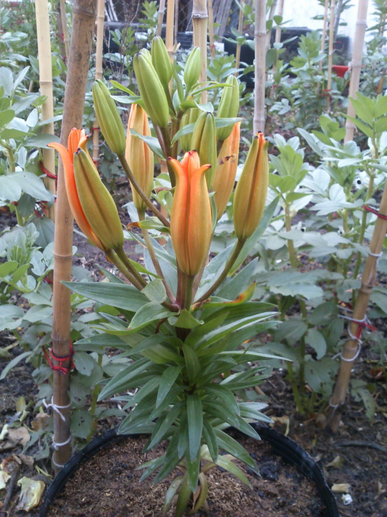 DSC_9312 Lilium
