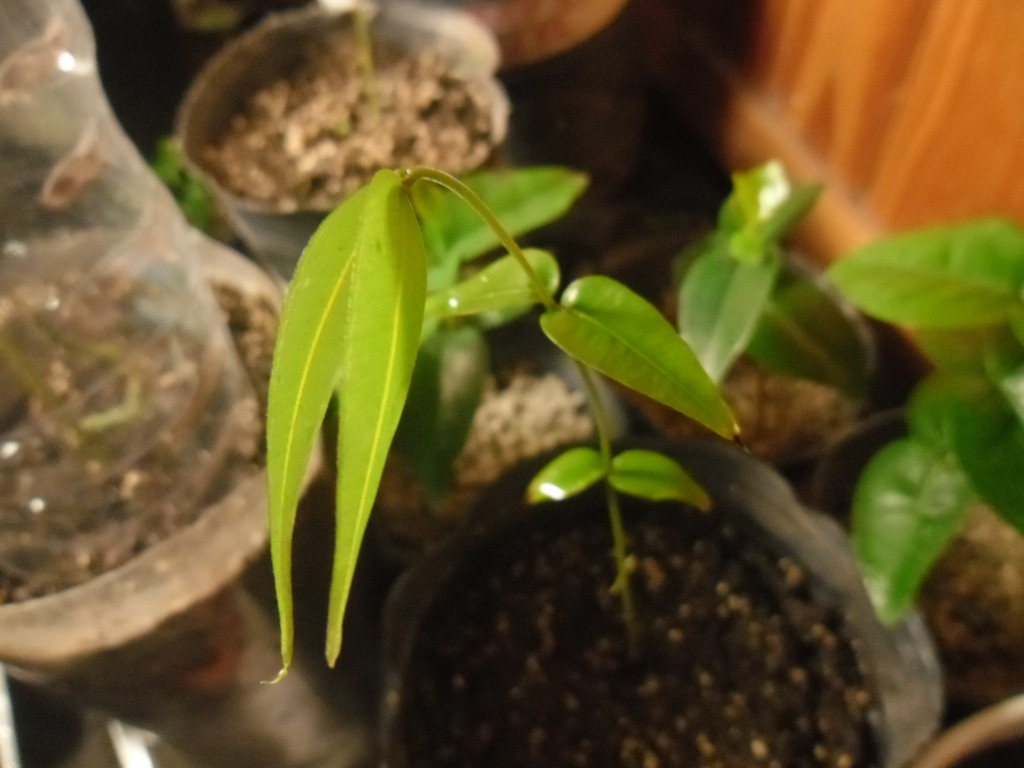 jaboticaba_vexator