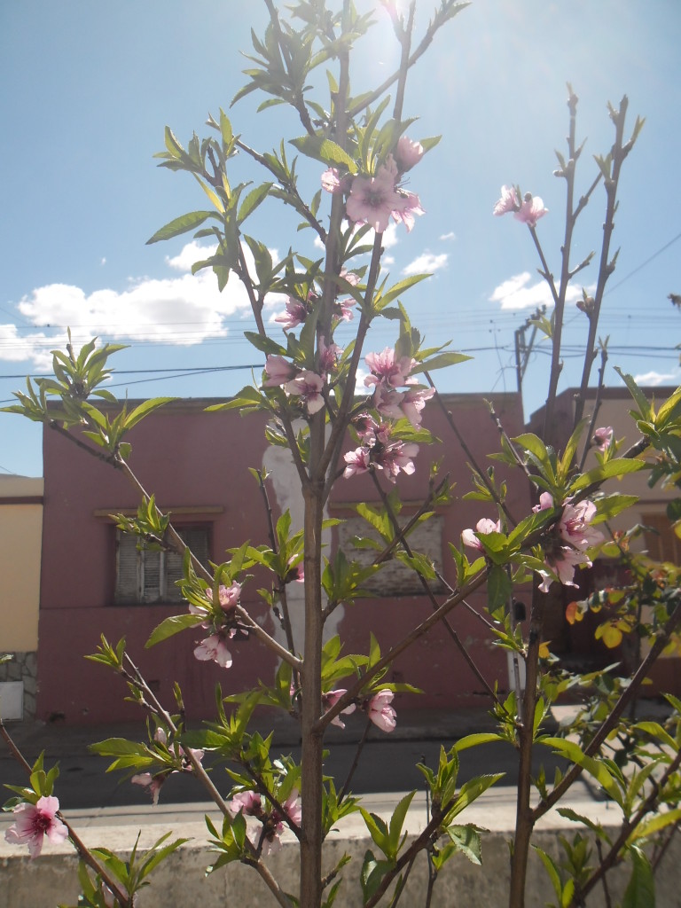 duraznero2