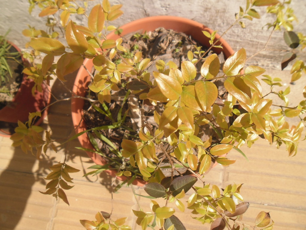 jaboticaba