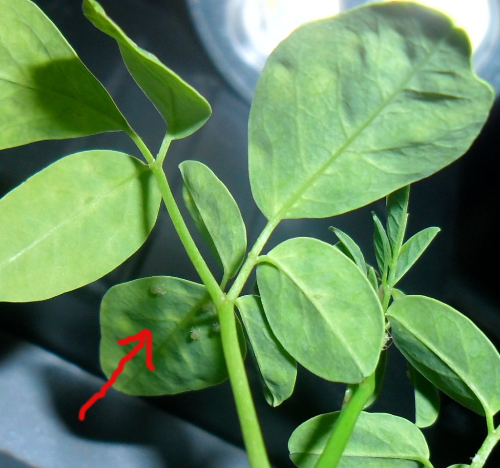 moringa_bichos_atacando