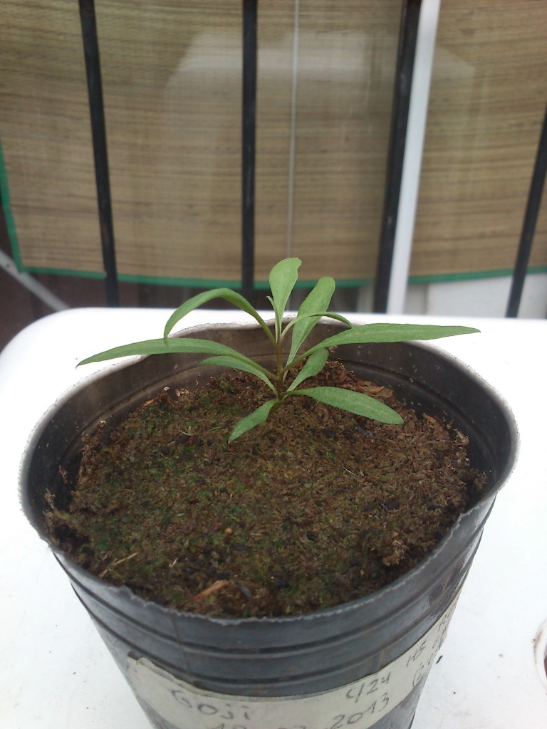 DSC_9335 Goji