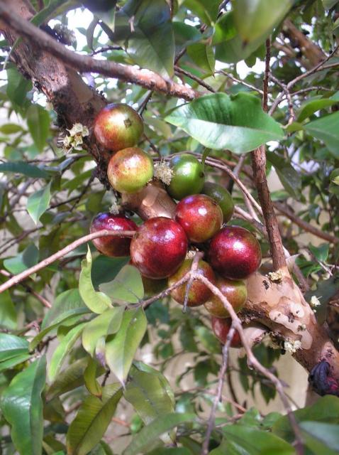 photos of jaboticaba tree with red fruits