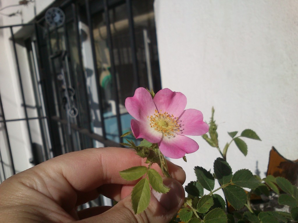 DSC_0006 Rosa mosqueta (floreciendo)