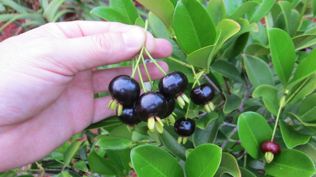 from http://tropicalfruitforum.com/index.php?topic=2109.msg77619#msg77619