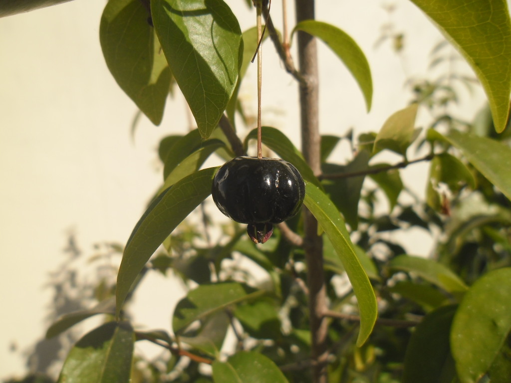 pitanga preta, pitanga negra, ñangapirí pitanga preta