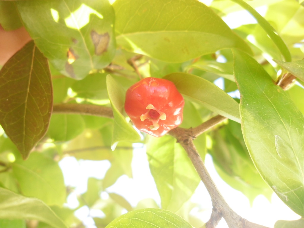 SAM_5178