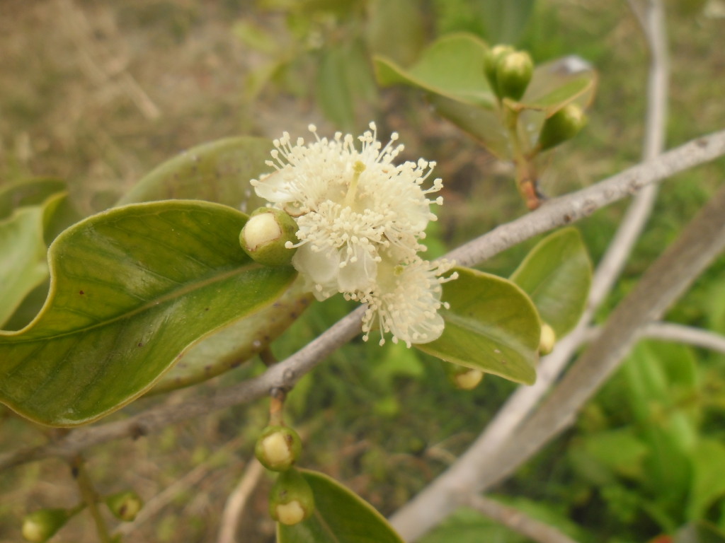 araza_rojo_primeras_flores_8nov