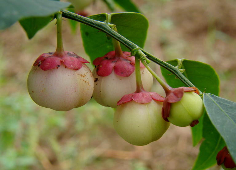A54_Sauropus androgynus - Euphorbiaceae - Katuk or Sweet Leaf Bush