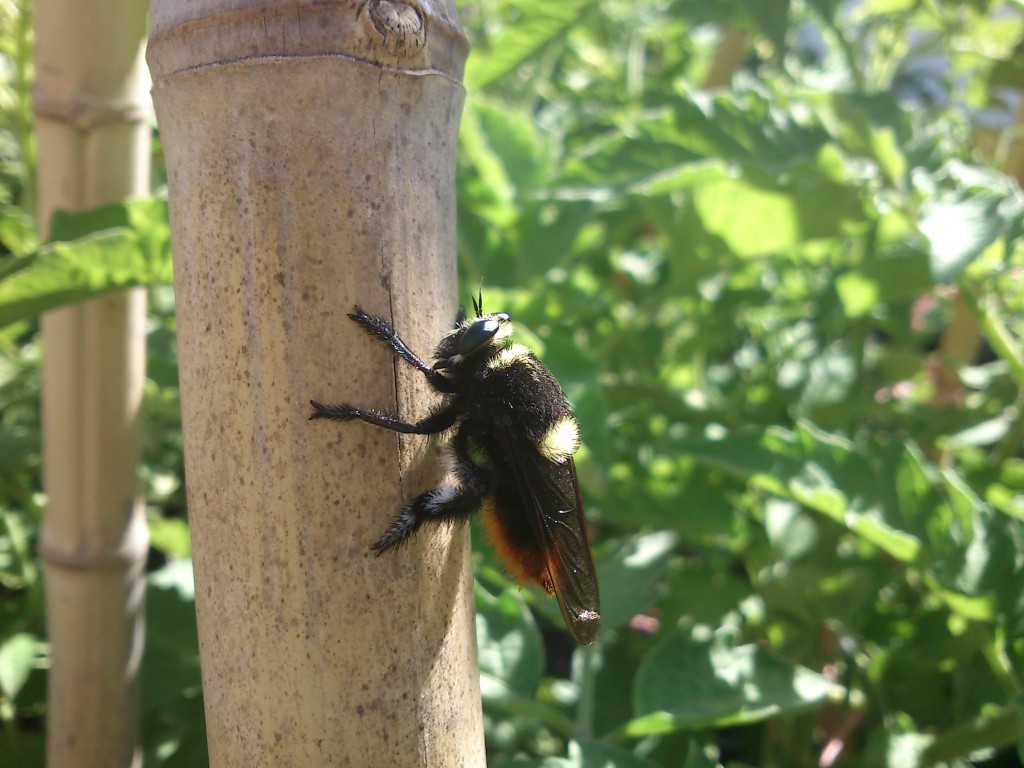 DSC_0006 Mosca cazadora (Mallophora ruficauda)