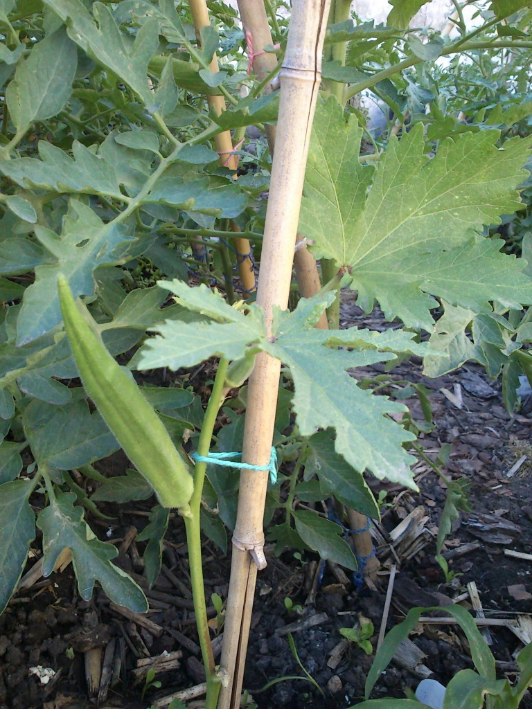 DSC_0037 Okra
