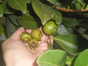 psidium cattleianum, var lucidum, arazá amarillo