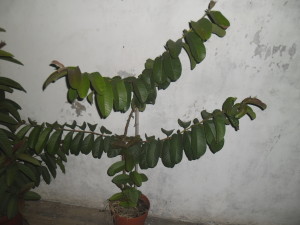 SAM_6742