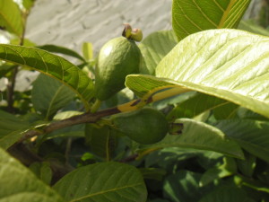 guayaba_amarilla-rosa-inmadura1_arbolchico