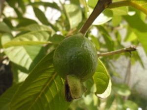 guayaba_amarilla-rosa-inmadura2_arbolgrande