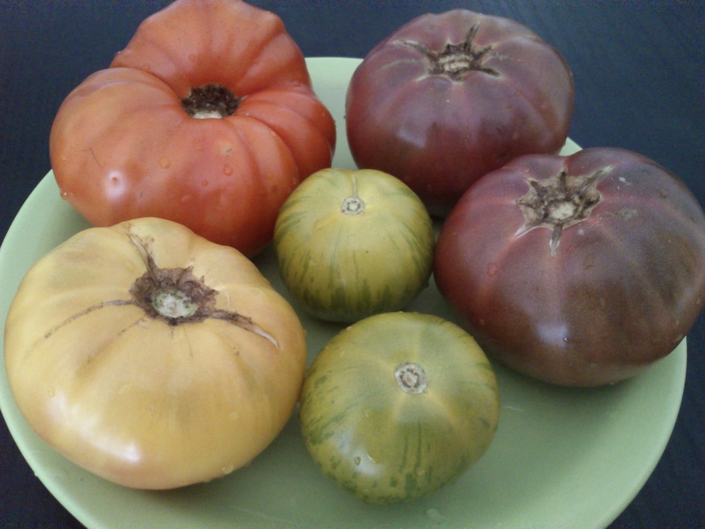 DSC_0003 Tomates (walter, amarillo febo, negro de crimea, green zebra)