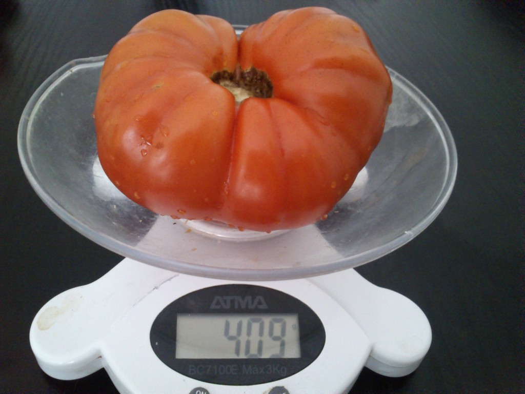 DSC_0014 Tomate walter (pesaje)