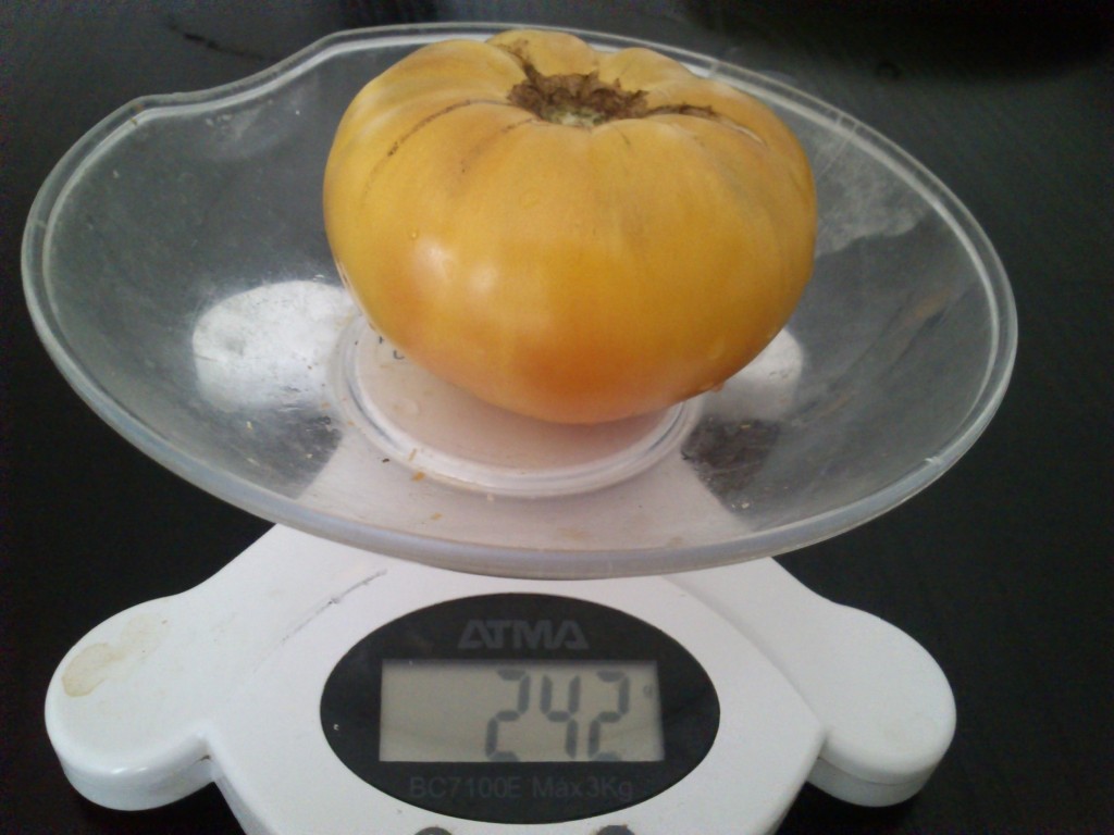 DSC_0024 Tomate amarillo febo (pesaje)