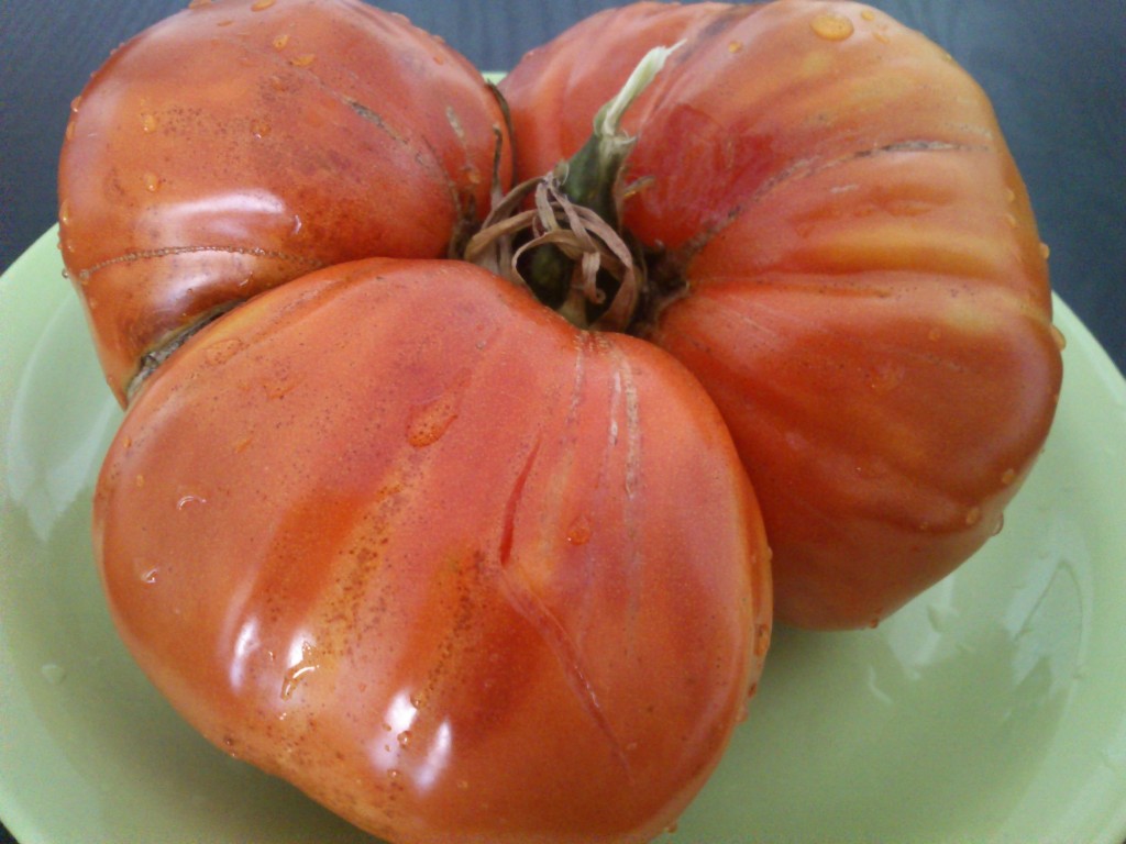 DSC_0039 Tomate gigante de Galicia