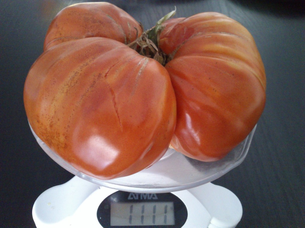 DSC_0049 Tomate gigante de Galicia (pesaje)