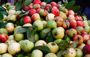 Allahabad_MG_6759 guava 10x15 @72