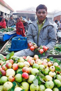 Allahabad_MG_6760xxguava mkt 6x92300