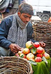 Allahabad_MG_6776 guavaman 6x9 @300