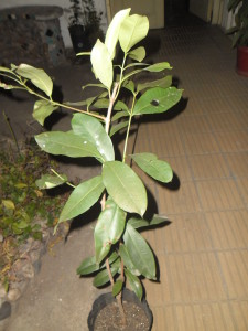 jambolan, jambul