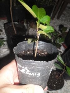 eugenia_itaguahiensis