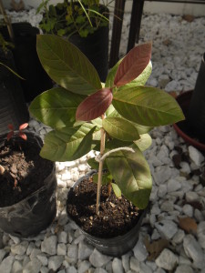 psidium_australe2